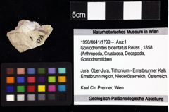 Foto (Objket + Etiketten) von Cracensigillatus acutirostris (Moericke, 1889) 